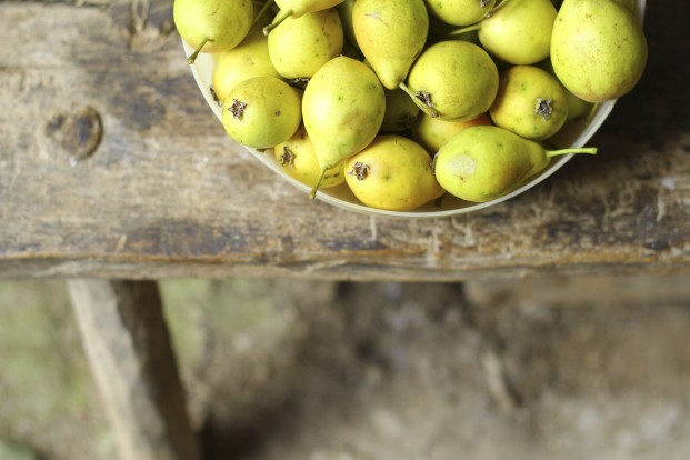 Pears in the countryside